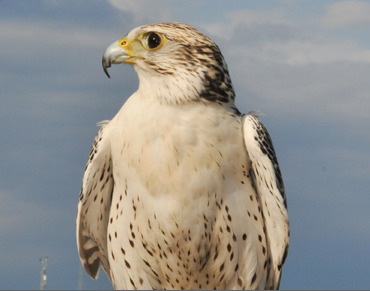 荷魯斯Ultramarinum超海洋手表-復刻表